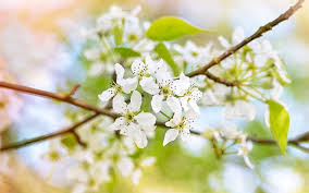 Finalmente la primavera è arrivata! Scarica Sfondi Fiori Di Mela Fiori Bianchi Primaverili Primavera Albero Di Mele Fiore Di Primavera Sfondo Per Desktop Libero Immagini Sfondo Del Desktop Libero