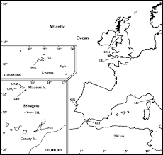 Image result for Patella aspera