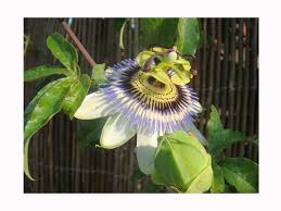 Check spelling or type a new query. 2x Blue Passonflower Passiflora Coerulea 20cm Tall Plants The Hardiest Passion Flower For The Uk Fast Growing Climber With Large Blue Flowers Buy Online In Bahamas At Bahamas Desertcart Com Productid 53789511