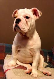 We love olde english bulldogges! Pin On Animals I Love