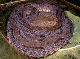 Image result for Bothrops asper
