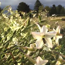 Image result for Nicotiana