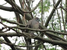 See more of terkukur berapi official on facebook. Burung Terkukur Di Sabah Mase Amek Gamba Ni Waktu Senja B Flickr