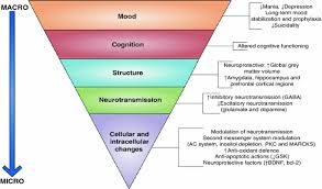 Take with food if of all psychiatric medications, valproate and lithium have the most benefits on brain growth. Potential Mechanisms Of Action Of Lithium In Bipolar Disorder Springerlink