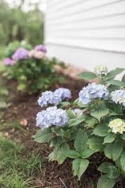 Maybe you would like to learn more about one of these? 7 Tips For Growing A Cut Flower Garden And How To Make Beautiful Arrangements Farmhouse On Boone