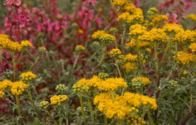 Image result for Scolopia stolzii