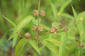 Image result for Corchorus