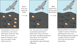 Evolution And Natural Selection Review Article Khan Academy