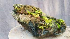 It is not nearly as welcome in the lawn although i don't really mind having it there. How To Grow A Moss On Rock Youtube