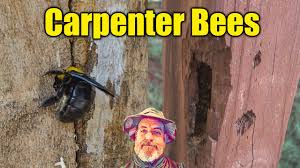 Carpenter bees look like bumble bees. How To Control Carpenter Bees Youtube