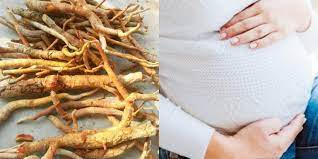 Some people say that the stick refers to the plant's long, twisted roots that some groups harvest for their medicinal value. Tongkat Ali Untuk Wanita Benarkah Ia Boleh Meningkatkan Peluang Hamil Theasianparent Malaysia