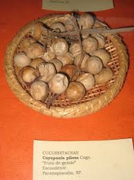 Image result for Cayaponia