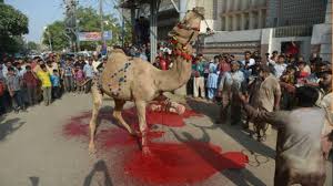 Camel qurbani video eid 3rd day eid ul adha 2020 camel video eid ul azha 2020 bakra eid 2020. Dangerous Camel Qurbani 2019 Eid Ul Adha Crazy Camel Youtube