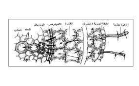طرق مرور الماء الممتص عبر خلايا الجذر حتى يصل إلى الأوعية الخشبية مدونة أحمد النادى لأحياء الثانوية العامة