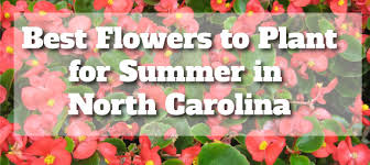 What flowers grow well in north carolina. Best Flowers To Plant For Summer In North Carolina The Heffner Landscaping Blog
