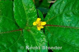 Image result for Synedrella nodiflora