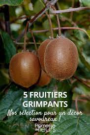 Fruits grimpants