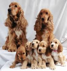 Black And Brown Cocker Spaniel Puppies For Sale Cocker Spaniel Puppies For Sale New South Wales Dogz Online Spaniel Puppies For Sale Pure Breed Dogs Cocker Spaniel Puppies
