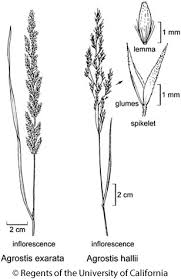 Image result for Agrostis continuata