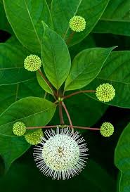 Button Bush Cephalanthus Occidentalis E Em 2020 Flores Incomuns Flores Exoticas Flores Bonitas
