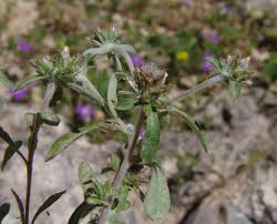 Image result for Pleiotaxis argentea