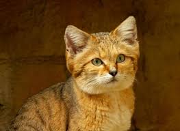 Being feline in ancient egypt came with a great deal of power and privilege. 6 Amazing Egyptian Cat Breeds Full List With Pictures