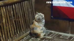 Lantas, menjadi pertanyaan dan spekulasi ketika hewan yang penuh rahasia ini hadir di dalam mimpi. Kehebatan Kucing Belang 3 Cukup Dipandang Mangsa Datang Youtube