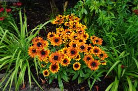 Image result for Rothia hirsuta