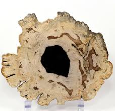 4107 hwy 68, golden valley, az 86413 6 5 1 5lb Brown Black Petrified Wood Slab Natural Fossil Collectible Polished Crystal Fossilized Tree Decor Mineral Stone Slice Indonesia Buy Online In Antigua And Barbuda At Antigua Desertcart Com Productid 43917158