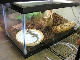Amphibian Care Tiger Salamander Ambystoma Tigrinum And A Mavortium Care Tiger Salamander Salamander Reptile Habitat