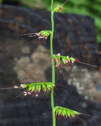 Image result for Oplismenus compositus