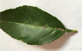 Maybe you would like to learn more about one of these? How To Get Rid Of Scale Kings Plant Doctor