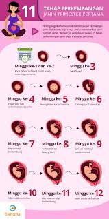 Pada fase ini pembelahan mitosis yang. Catat Inilah Tahap Perkembangan Janin Trimester Pertama
