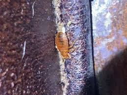 Image result for bed bugs eggs