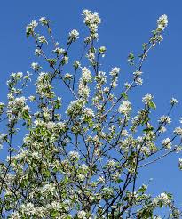 Image result for Amelanchier ovalis