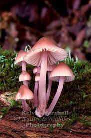 Pin By Altan Onuguroglu On Flora Stuffed Mushrooms Mushroom Pictures Mushroom Plant
