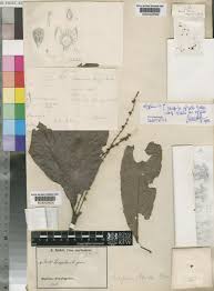 Image result for Necepsia castaneifolia