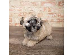 The puppy must be returned to us within 4 days of purchase date. Havanese Dog Female Gold Sable 2662110 Petland Mason Oh