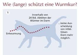 Wie Lange Wirkt Eine Wurmkur Eigentlich Esccap Deutschland