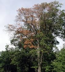 Oak Wilt Diagnosing And Preventing Msu Extension