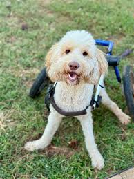 I've started bringing in plants now that it's getting cold. Instantly not  my cat knows it's a new plant. 🙄🤦‍♀️