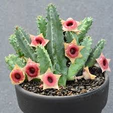 Image result for Huernia