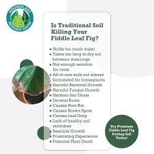1 part compost (order it here). Premium Fiddle Leaf Fig Potting Soil Monstera Plant Resource