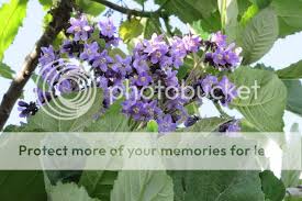 Image result for Wigandia urens