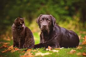 Omnivorous animals who eat both plants and animals are found in environments around the globe. Carnivores Omnivores Herbivores Dr Bill S Pet Nutrition