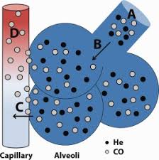 Image result for Diffusing Capacity