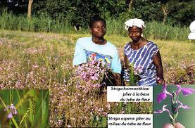 Image result for Striga aspera