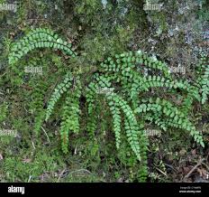 Image result for Asplenium barteri