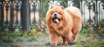 Guide to Owning a Chow Chow : Grooming, Health, and More ...