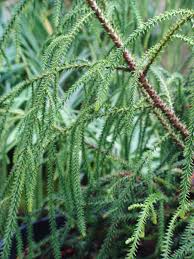 Image result for Dacrydium cupressinum